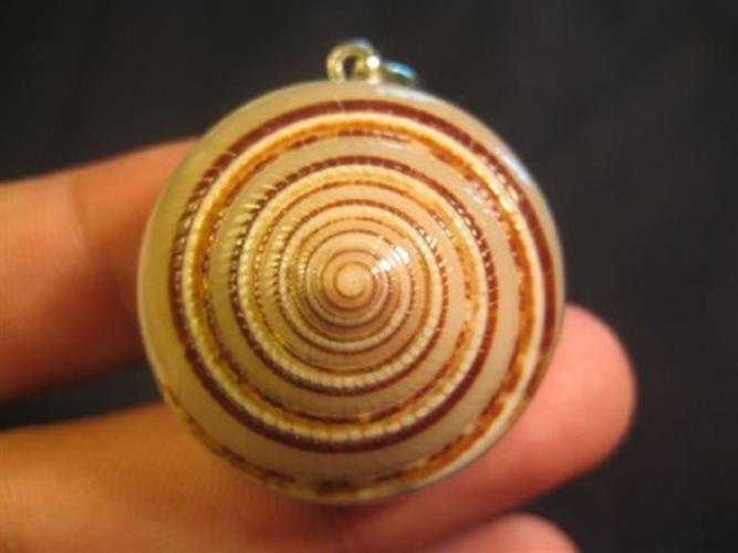 925 Silver Shell Pendant Jewelry Art Thailand N4877