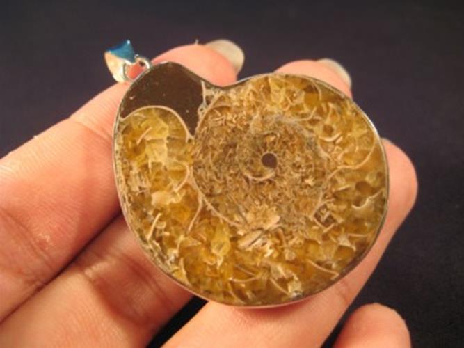 925 Silver pendant ancient sea ammonite fossil N3988