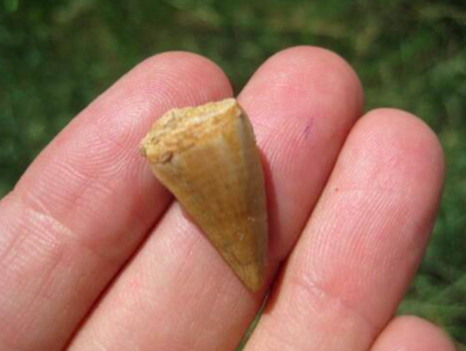 Mosasaur fossil tooth Dinosaur 65 million + years old marine reptile N334