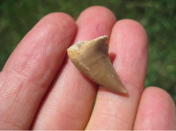 Mosasaur fossil tooth Dinosaur 65 million + year old marine reptile AN254